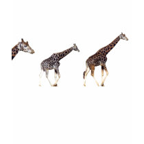 girafes t-shirt
