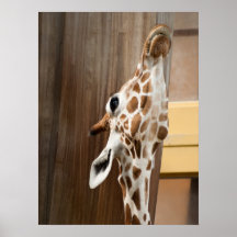 Giraffe Poster