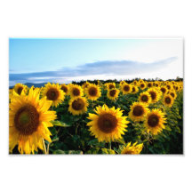 Gisement de tournesol photographie d’art