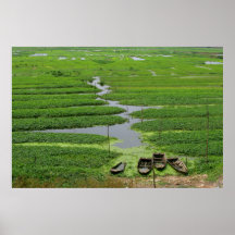 gisements de riz au Cambodge Posters