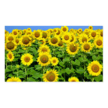 Gisements de tournesol modèle de carte de visite