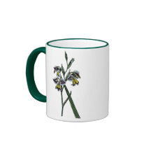 Glaïeul Viperatus Tasse À Café
