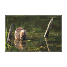 Glimlachende Bever Canvas Print