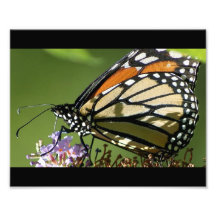 Gloire 10 x de papillon épreuve photographique 8