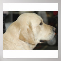 Golden retriever affiches