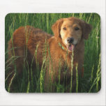 Golden retriever Maia dans l'herbe Mousepad Tapis De Souris