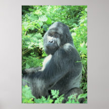Gorille de Silverback Posters