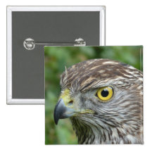 goshawk speld buttons