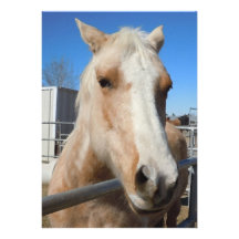 Gouden Blond Pony Palomino - de Minnaar van het Pa Persoonlijke Aankondiging