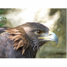 Gouden Eagel Fotobeeldje