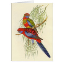Gould - la perruche du fanion carte de vœux