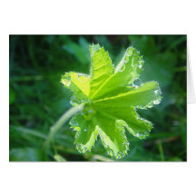 Goutte d'eau à la feuille de couche de femme, cart