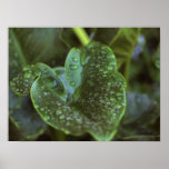 Gouttelettes d'eau sur l'affiche de feuille