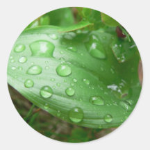 Gouttes de pluie sur la feuille verte autocollants