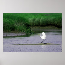 Grand atterrissage de héron dans un marais de sel  affiches