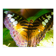 Grand papillon cartes postales