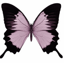 Grand papillon rose et noir - personnalisez