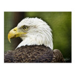 Grande carte postale 2ème d'Eagle d'Américain en s