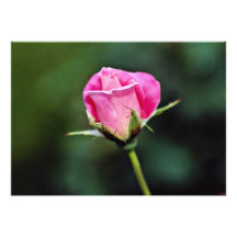 Grandiflora se sont levées les fleurs "de parfait  invitations personnalisées