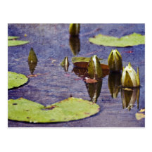 Grands marais de branche cartes postales