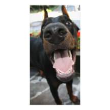 Grappige Doberman Persoonlijke Fotokaarten