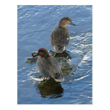 Green-winged Blauwgroen Eenden, Eiland Unalaska Wens Kaarten