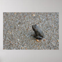 Grenouille Affiche