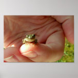 Grenouille amicale sur un doigt posters