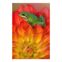 Grenouille d'arbre Pacifique sur des fleurs dans n Photos D’art