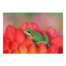 Grenouille d'arbre Pacifique sur les fleurs dans n Impression Photo