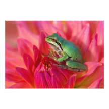 Grenouille d'arbre Pacifique sur les fleurs dans n Photo Sur Toile