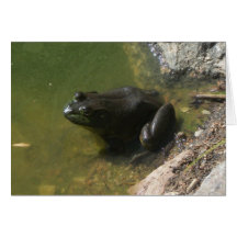 Grenouille de Taureau Cartes De Vœux