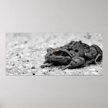 Grenouille d'or d'oeil, Kevin Petzinger Affiches