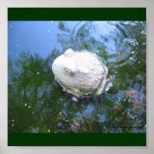 GRENOUILLE MUGISSANTE AFFICHE