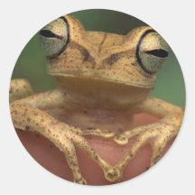 Grenouille mystique autocollants