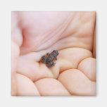 Grenouille noire très minuscule au sujet de taille aimants
