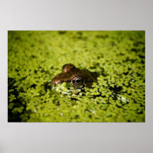 Grenouille Posters