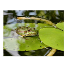 Grenouille sur la feuille de nénuphar carte postale