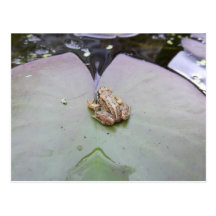 Grenouille sur la protection de lis cartes postales
