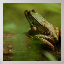 Grenouille sur l'affiche de rondin