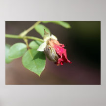 Grenouille sur l'affiche rose de Don Juan