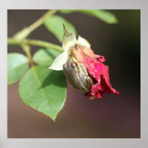 Grenouille sur une copie de toile de rose posters