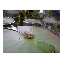 Grenouille sur une protection de lis carte postale