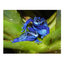 Grenouilles bleues de dard de poison dans la feuil carte postale