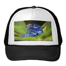 Grenouilles bleues de dard de poison dans la feuil casquettes