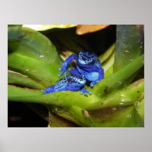 Grenouilles bleues de dard de poison dans la feuil posters