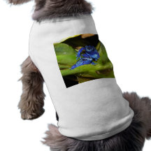Grenouilles bleues de dard de poison dans la feuil manteaux pour chien