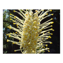 Grevillia jaune invitations personnalisables