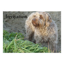 Griffon de Korthals - beau portrait de Tsjip Carton D'invitation