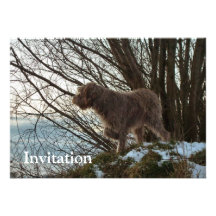 - Griffon de Korthals - pointage de Tsjip Cartons D'invitation